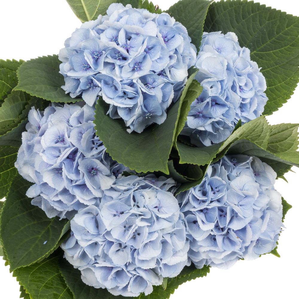 Hortensie hell blau Surprise Bol 14cm 60cm