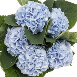Hortensie hell blau Surprise Bol 14cm 60cm