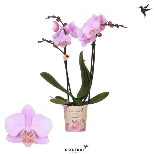 Phal.2-R rosa Ecuador Kolibri T09 H40