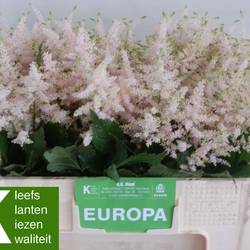 Spirea hell rosa Europa 50cm