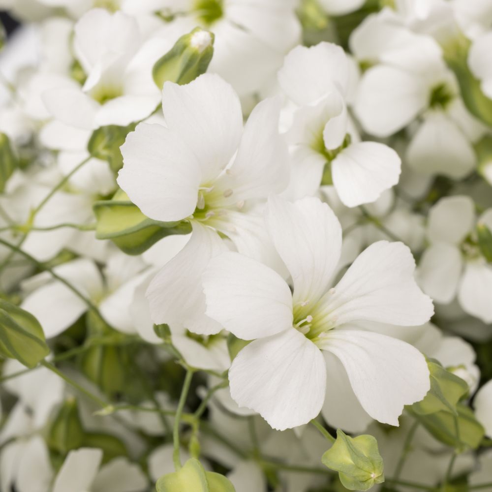 Saponaria weiss x20 60cm