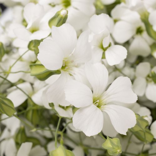 Saponaria weiss x20 60cm