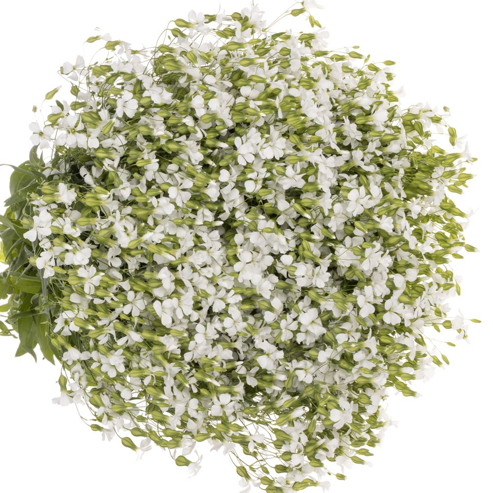 Saponaria weiss x20 60cm