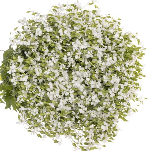 Saponaria weiss x20 60cm