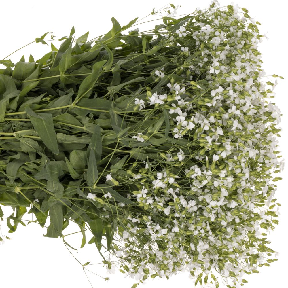Saponaria weiss x20 60cm