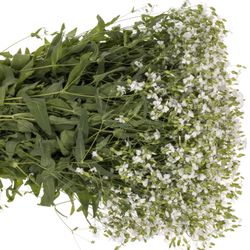 Saponaria weiss x20 60cm