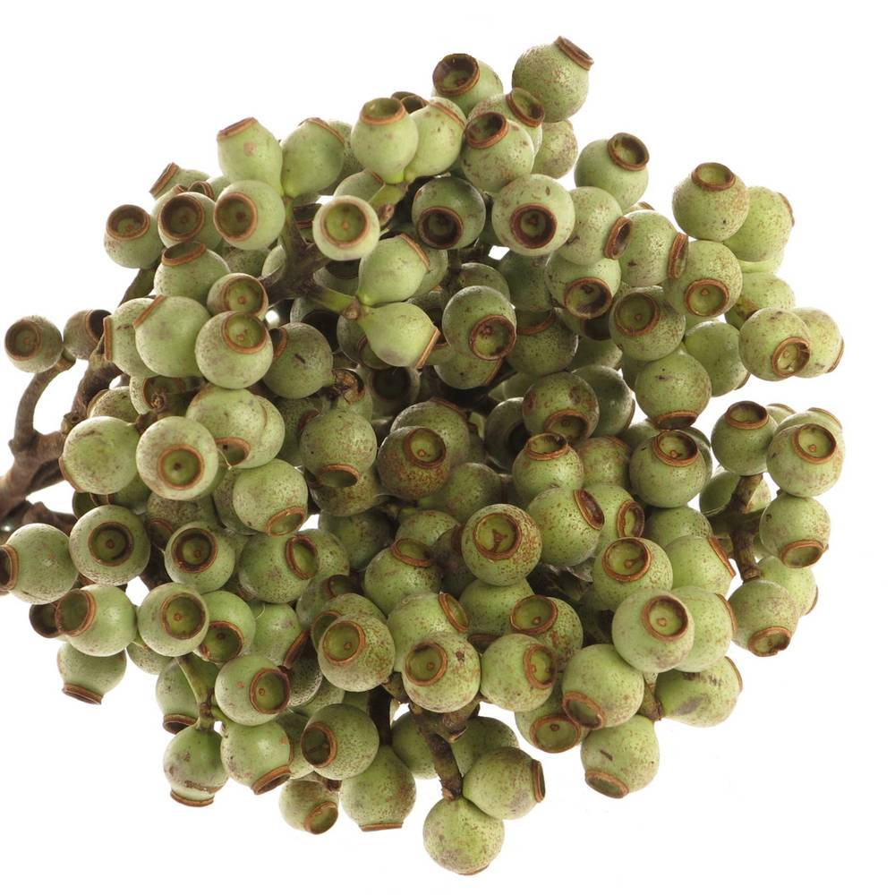 Euca Torriliana Beere 35cm