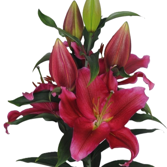 Lilie orientalisch d rosa-weinrot Red Dawn 5 5+Blüte 90cm