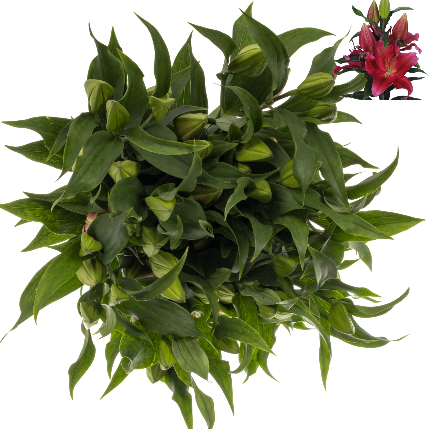 Lilie orientalisch d rosa-weinrot Red Dawn 5 5+Blüte 90cm