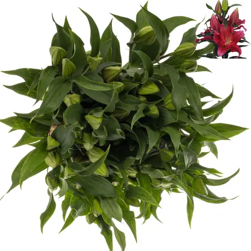 Lilie orientalisch d rosa-weinrot Red Dawn 5 5+Blüte 90cm