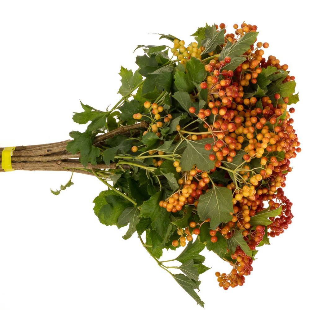 Viburnum rot Compactum 6 Kopf 50cm
