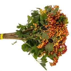 Viburnum rot Compactum 6 Kopf 50cm