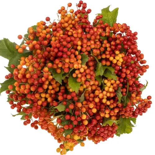 Viburnum rot Compactum 6 Kopf 50cm