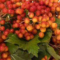 Viburnum rot Compactum 6 Kopf 50cm