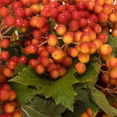 Viburnum rot Compactum 6 Kopf 50cm
