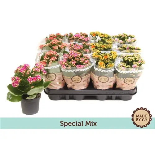 Kal.Gef. mix Special T09 H20