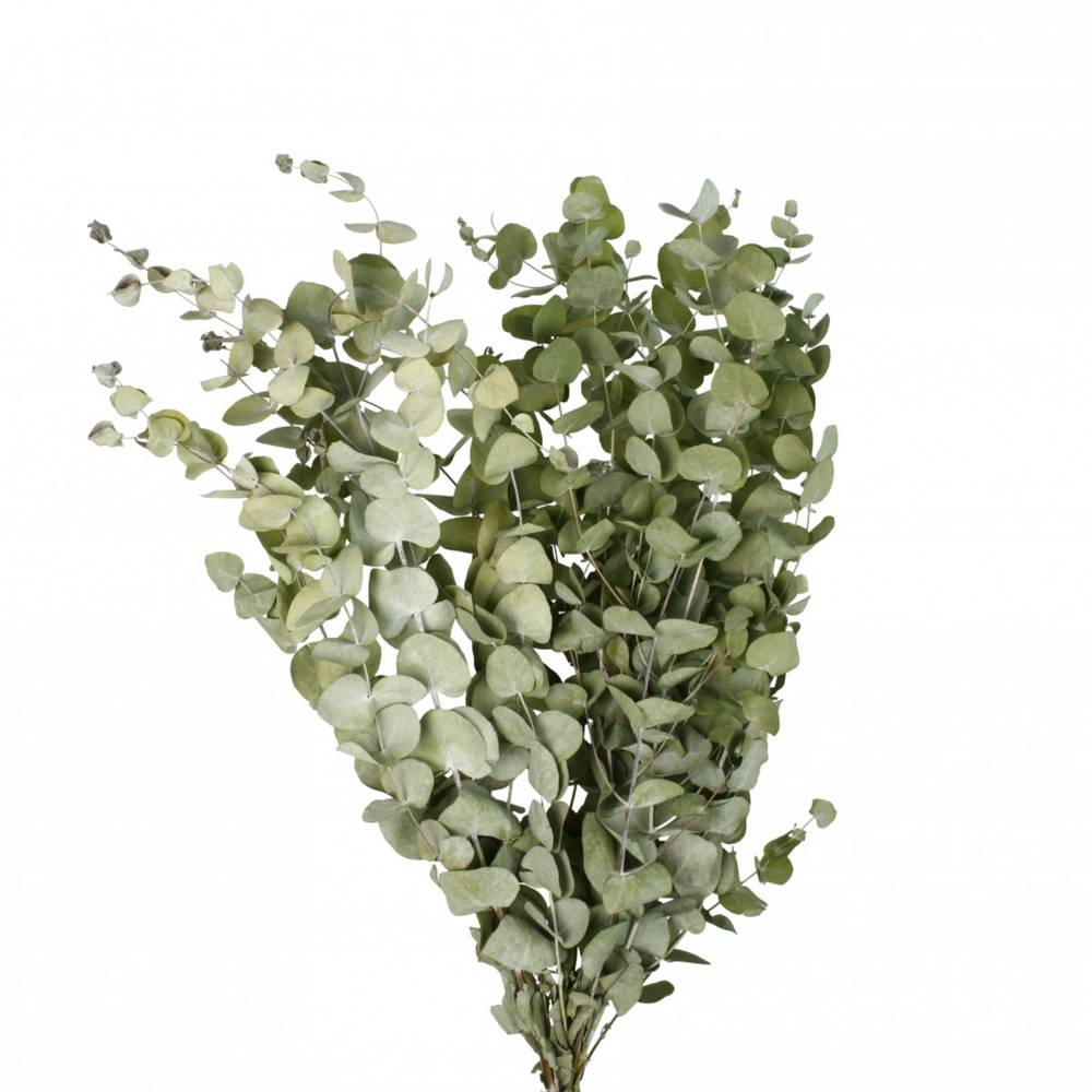 Trocken Eucalyptus 125 gr L70cm 
