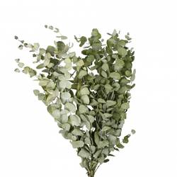Trocken Eucalyptus 125 gr L70cm 