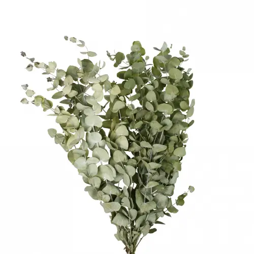 Trocken Eucalyptus 125 gr L70cm 