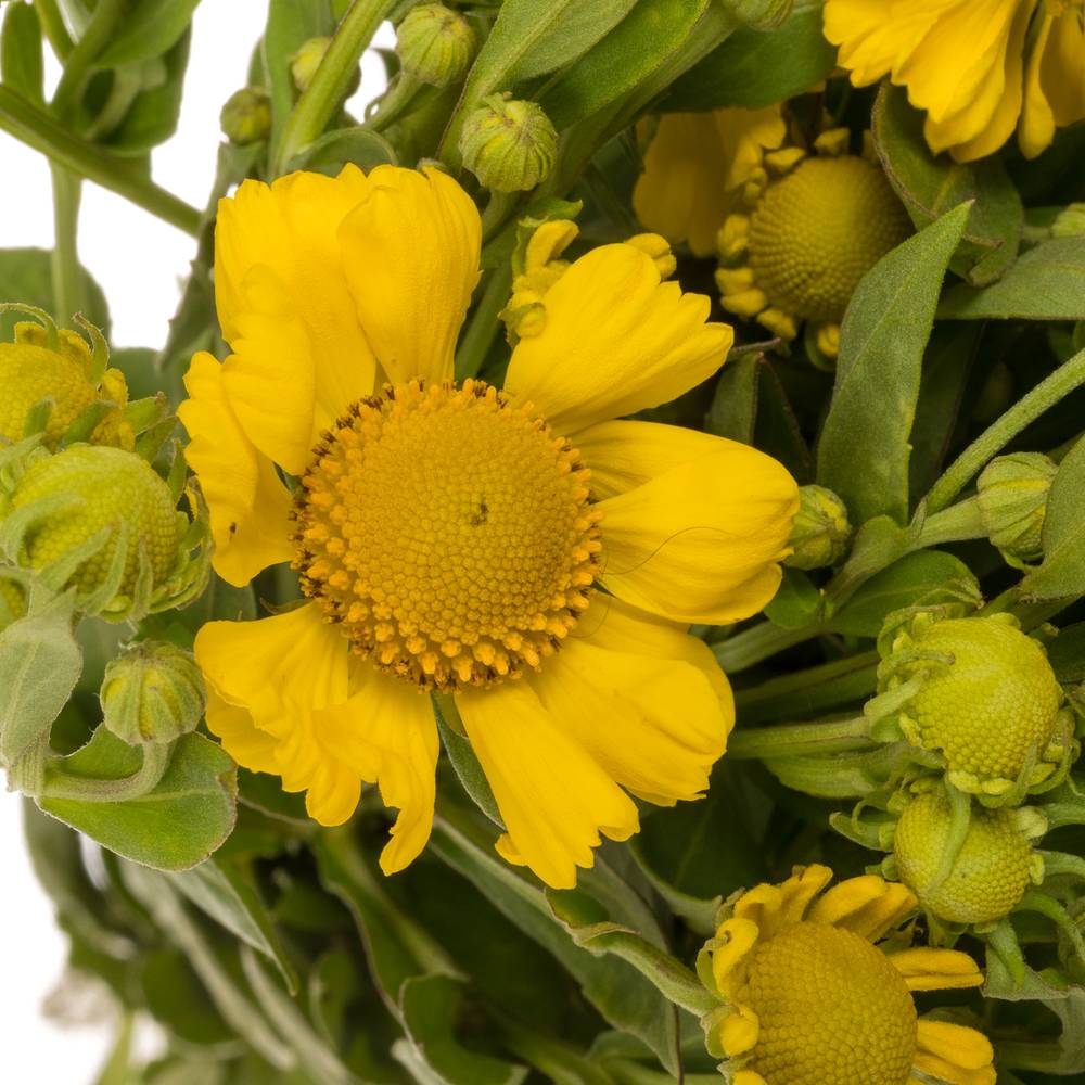 Helenium gelb Kanaria 80cm
