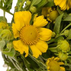 Helenium gelb Kanaria 80cm