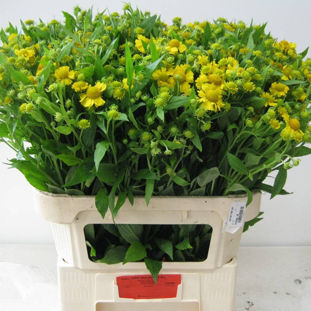 Helenium gelb Kanaria 80cm