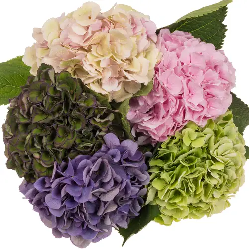 Hortensie gemischt Bol 17cm 60cm