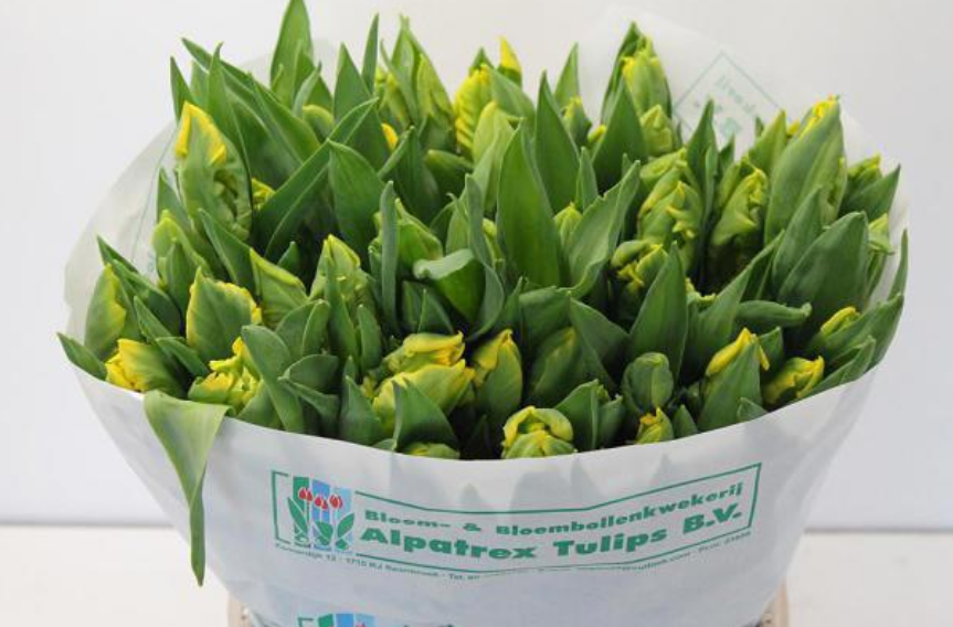 Tulpe gelb Gold race 48 Gramm