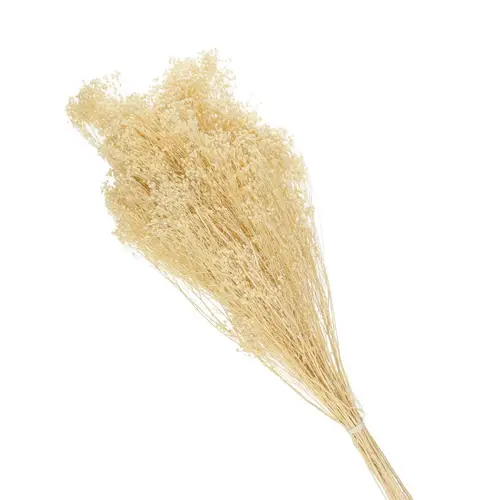 Trocken Broom Bloom gebleicht L70cm