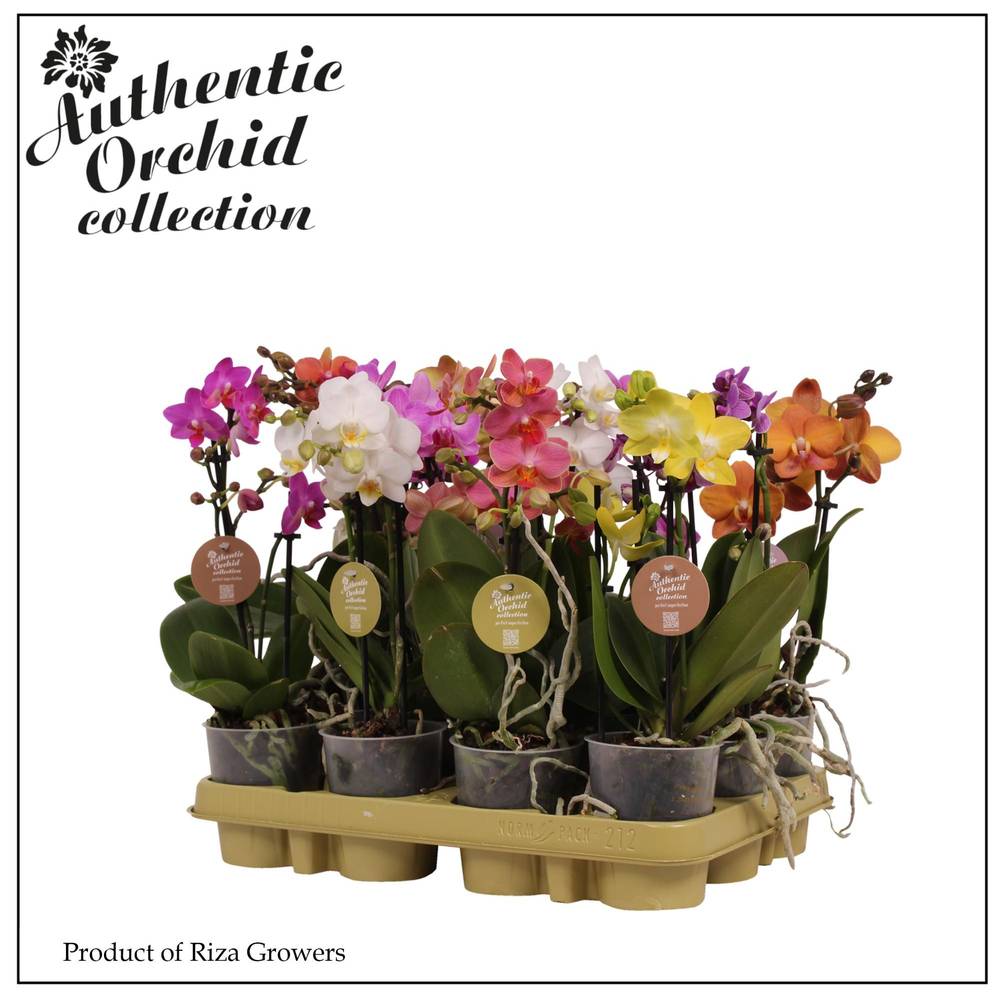 Phal.2-R mix Multi T09 H035