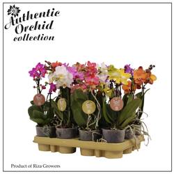 Phal.2-R mix Multi T09 H035