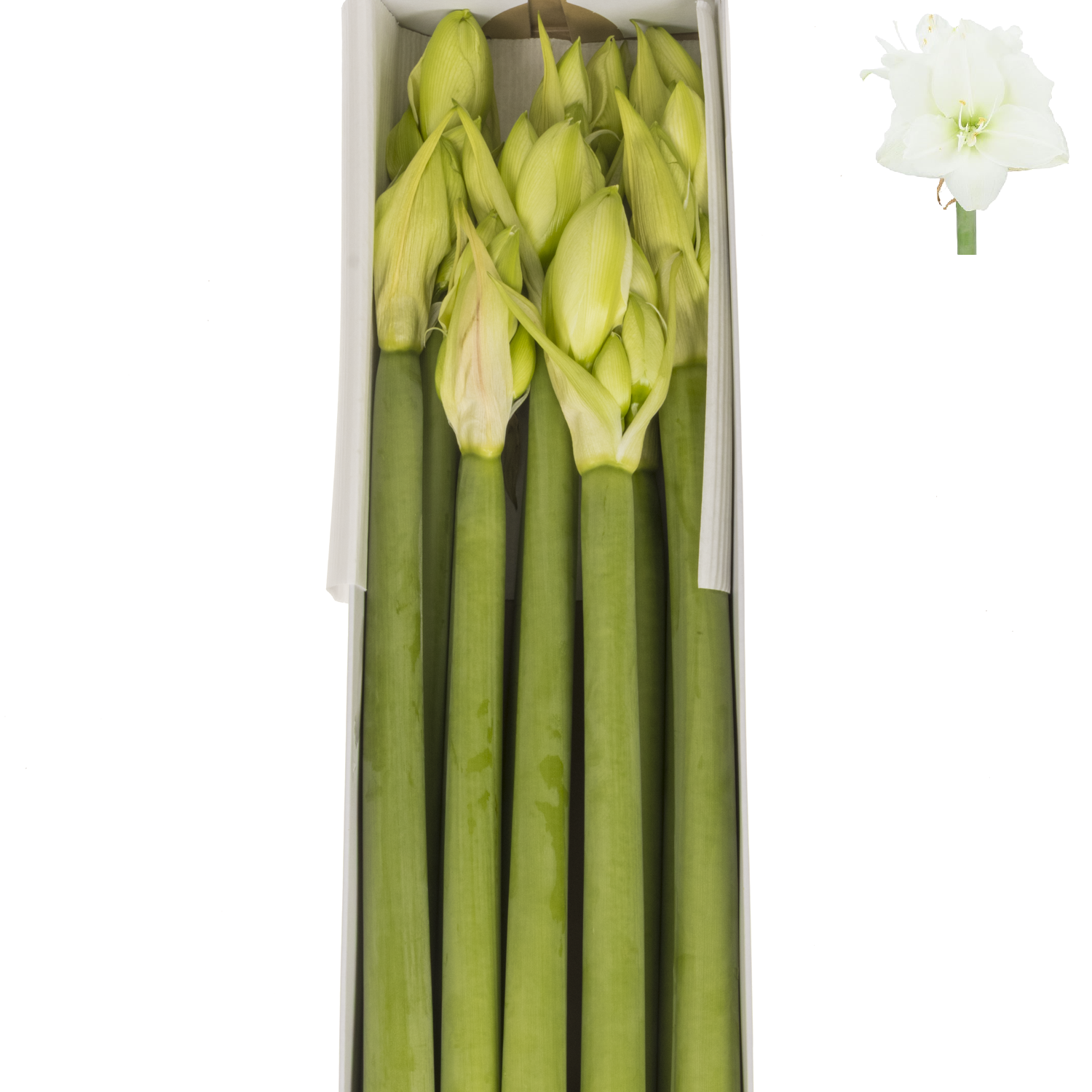 Amaryllis Krt.weiss gefüllt Wimbledon x 10