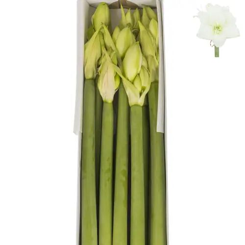 Amaryllis Krt.weiss gefüllt Wimbledon x 10