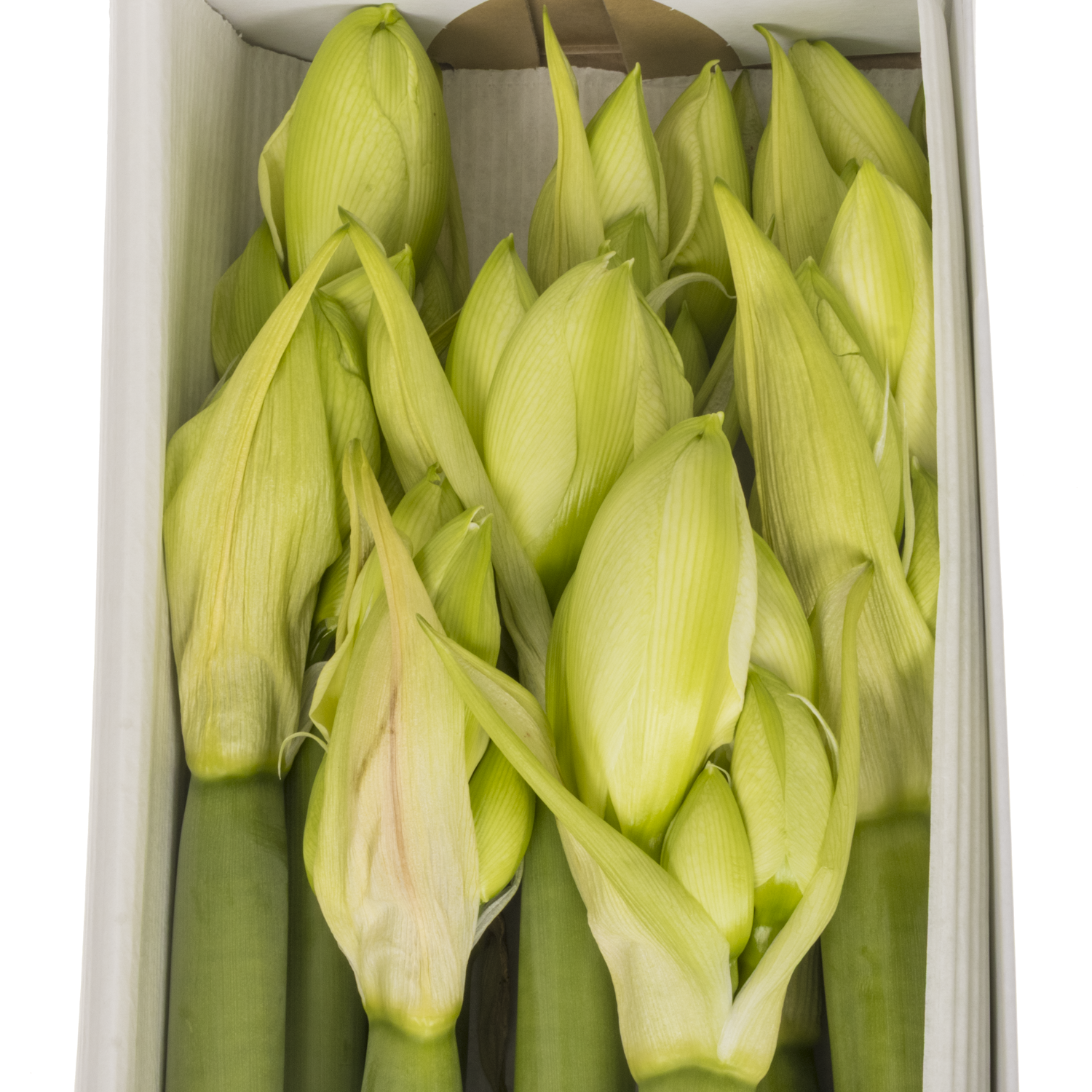 Amaryllis Krt.weiss gefüllt Wimbledon x 10