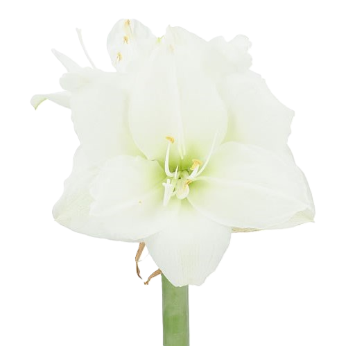 Amaryllis Krt.weiss gefüllt Wimbledon x 10