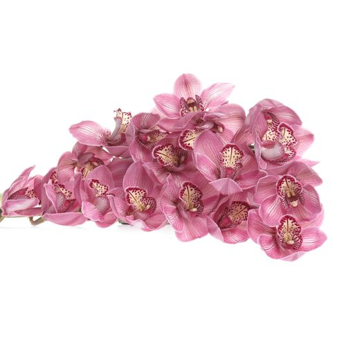 Cymbidium rosa Rebecca 80cm 13+Blüte
