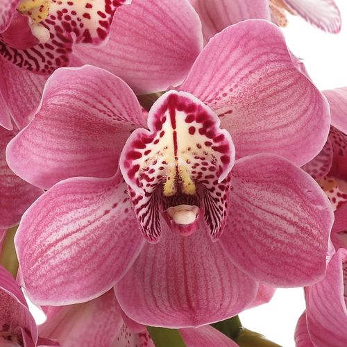 Cymbidium rosa Rebecca 80cm 13+Blüte