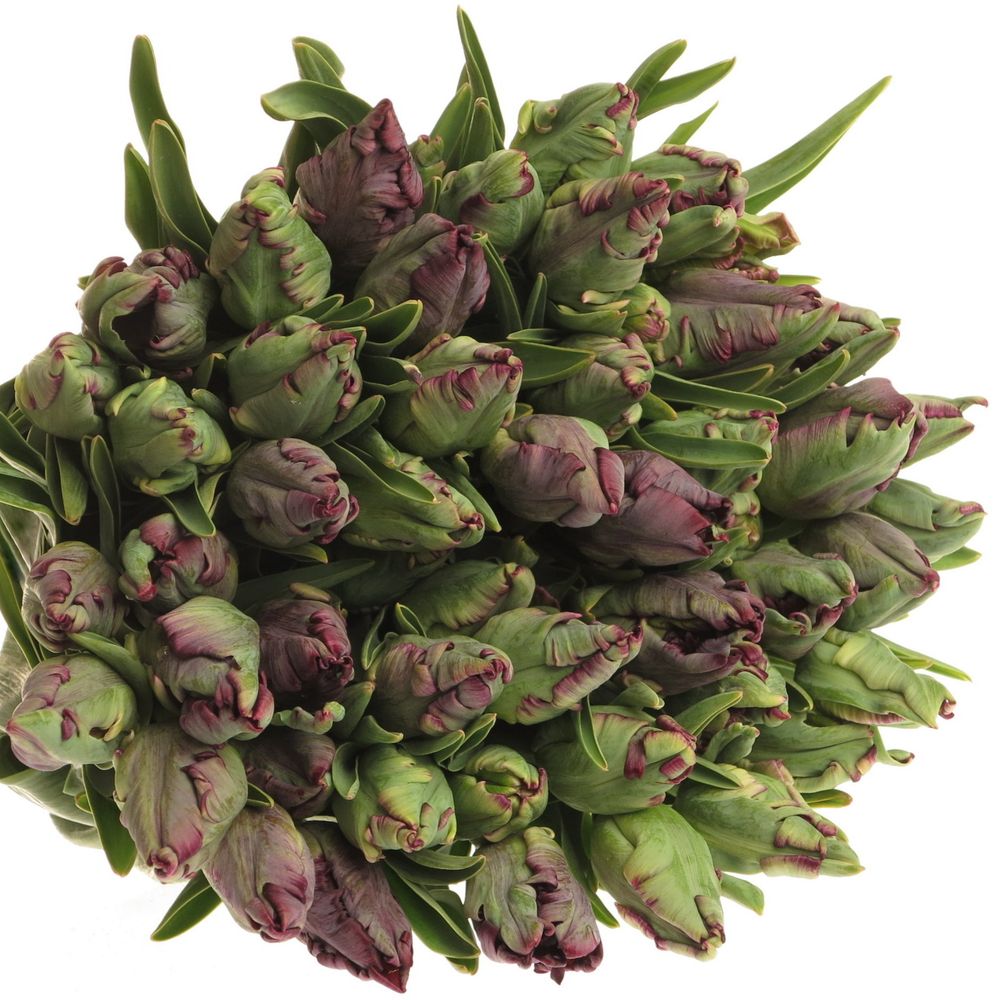 Tulpe Freiland lila Black Parrot  20 Gramm