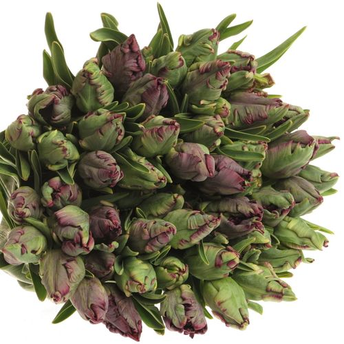 Tulpe Freiland lila Black Parrot  20 Gramm