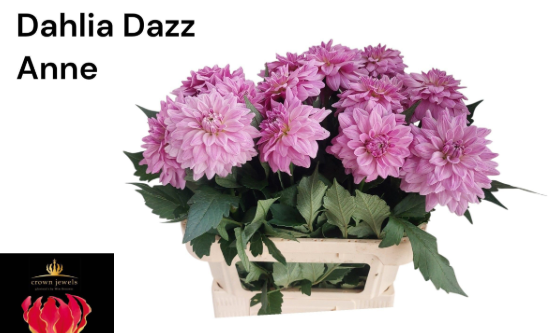 Dahlia rosa Dazz Anne 80cm