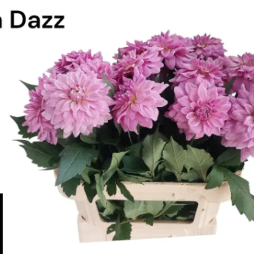 Dahlia rosa Dazz Anne 80cm