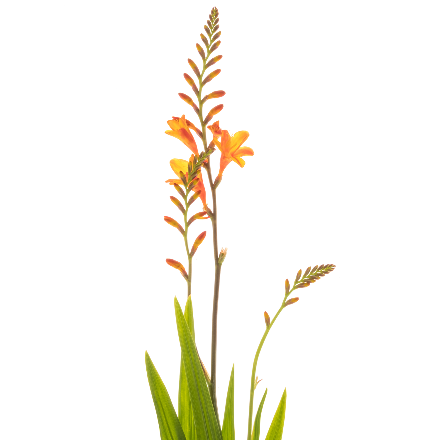 Montbretie orange Firejumper 65cm