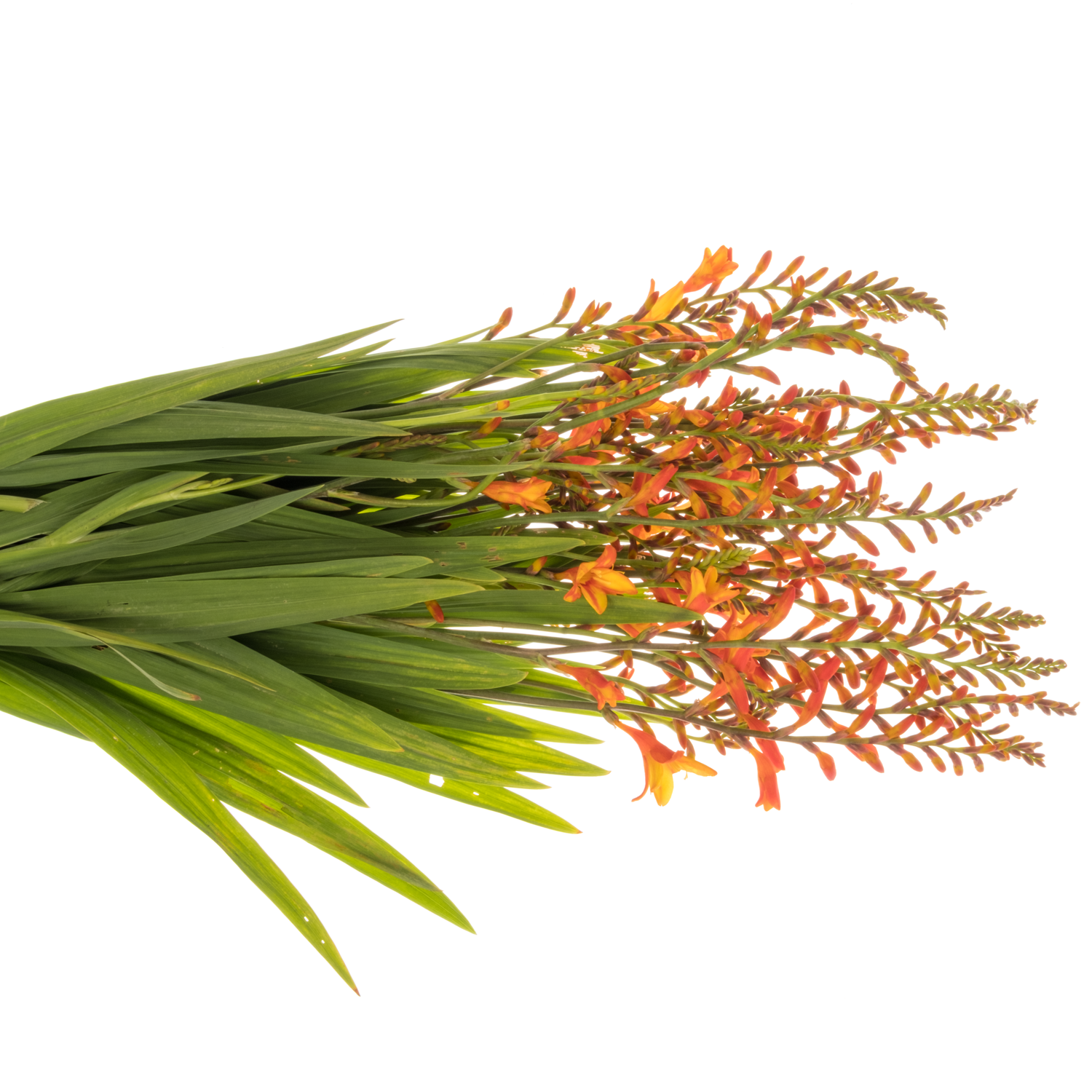 Montbretie orange Firejumper 65cm