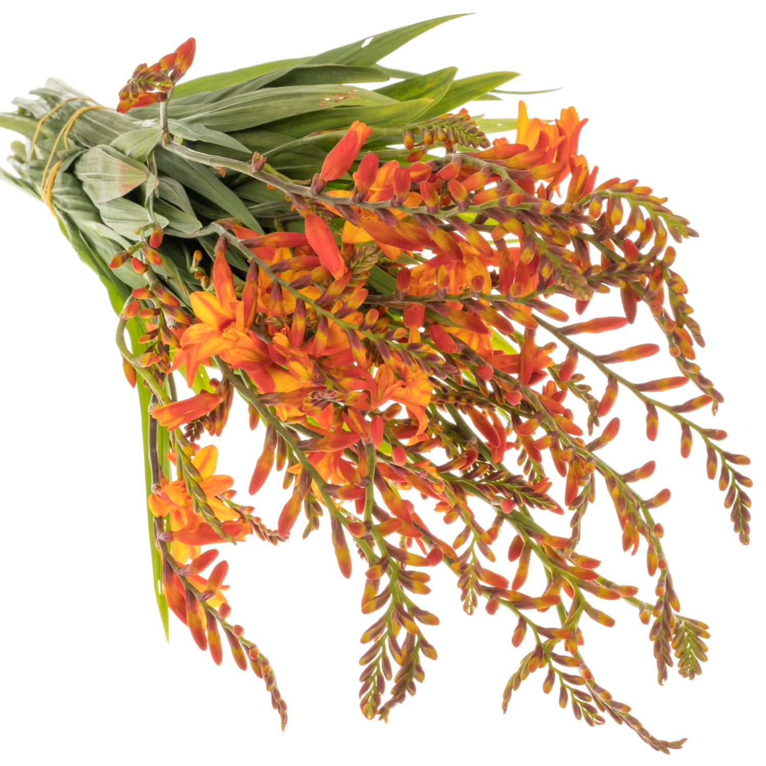 Montbretie orange Firejumper 65cm
