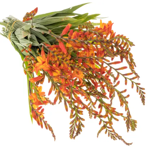 Montbretie orange Firejumper 65cm