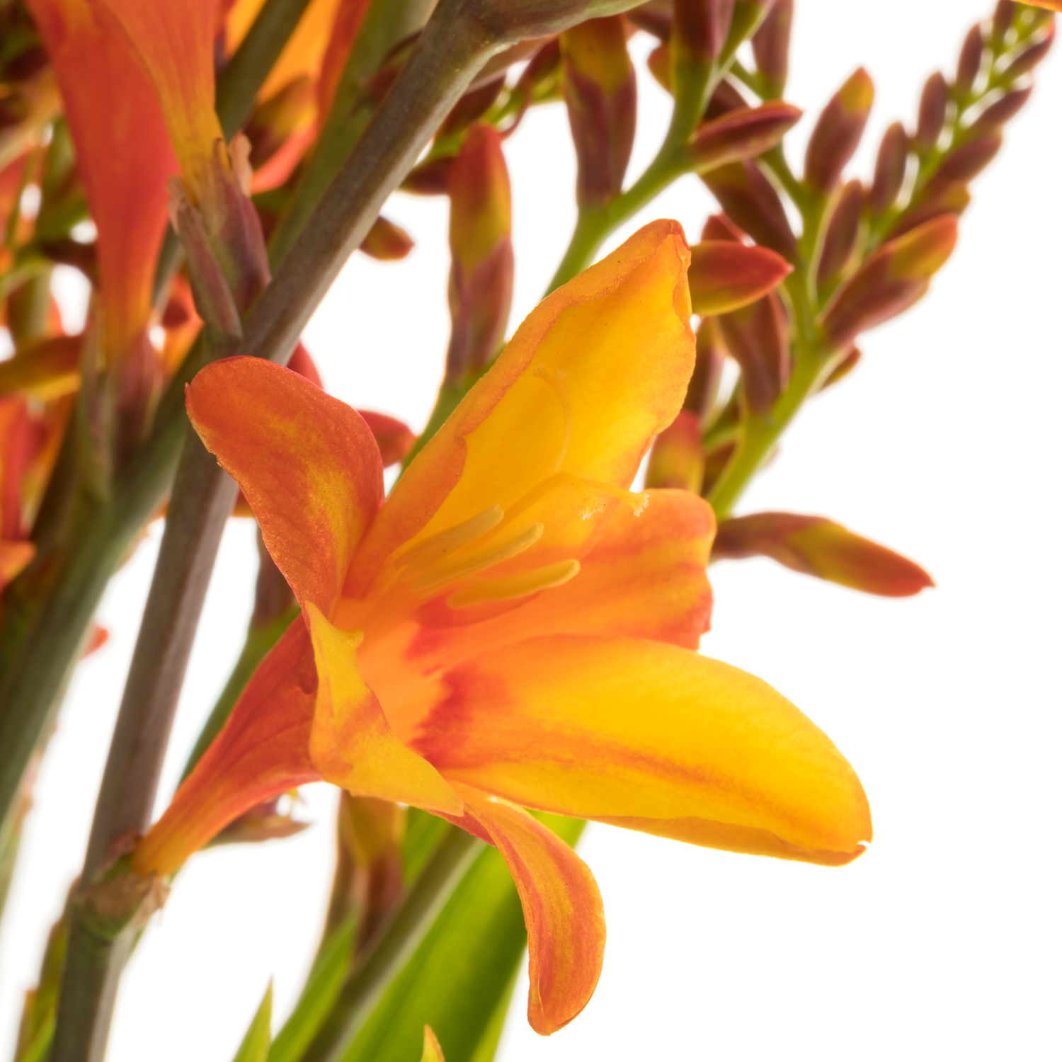Montbretie orange Firejumper 65cm