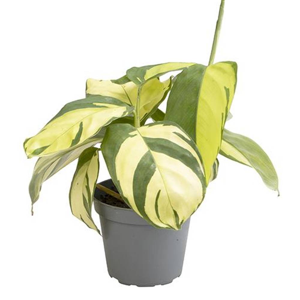 Calathea Hybrid Golden Mosaic T06