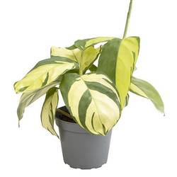 Calathea Hybrid Golden Mosaic T06