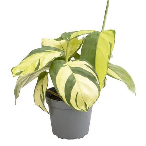 Calathea Hybrid Golden Mosaic T06