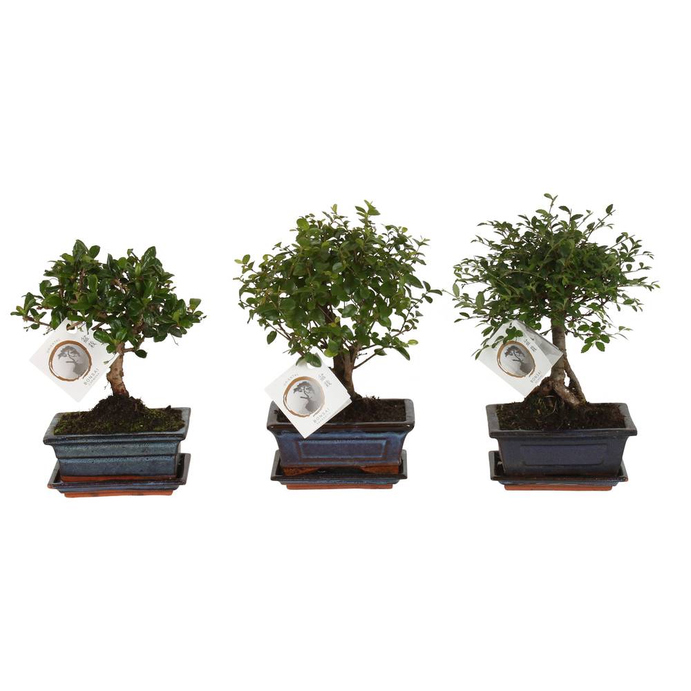 Bonsai mix im Keramik T15 H020